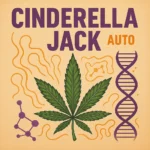 German Bulk Seeds - Auto Cinderella Jack