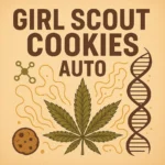 German Bulk Seeds - Girl Scout Cookies Auto