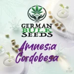 Amnesia Cordobesa feminisierte Hanfsamen – German Bulk Seeds