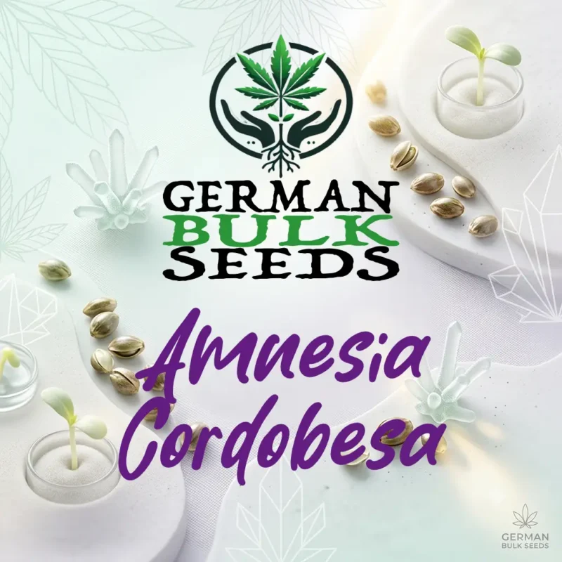 Amnesia Cordobesa feminisierte Hanfsamen – German Bulk Seeds