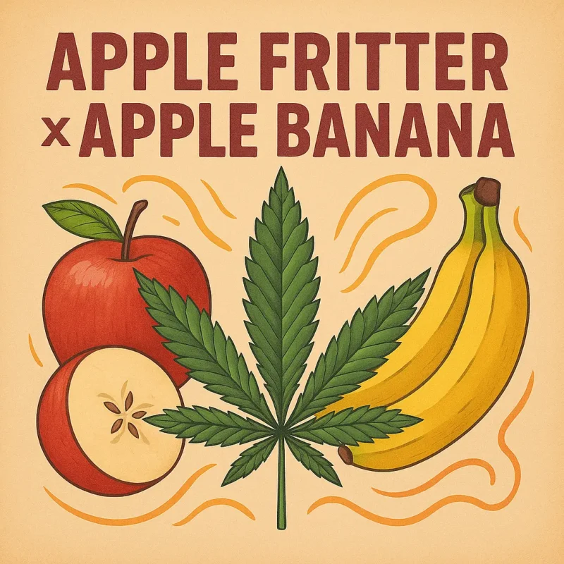 Apple Fritter x Apple Banana – feminisierte Sorte mit süß-fruchtigem Aroma, tropischem Touch und kräftiger Wirkung. Ertragreich und aromatisch.