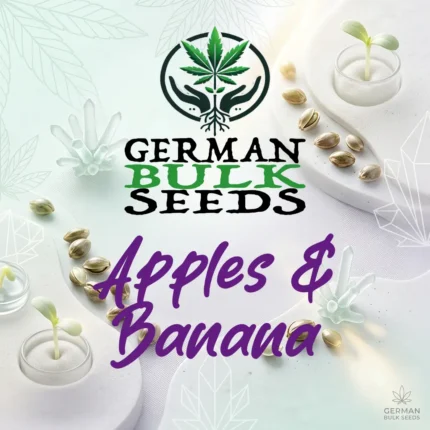 Apple Fritter x Apples and Bananas feminisierte Cali Samen – German Bulk Seeds