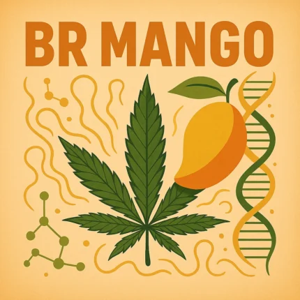 German Bulk Seeds - BR Mango