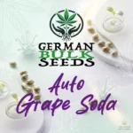 Auto Grape Soda feminisierte Autoflower Samen – German Bulk Seeds