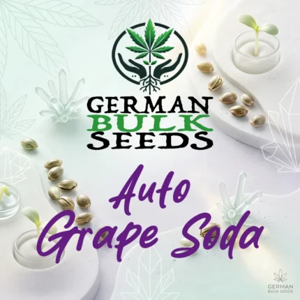 Auto Grape Soda feminisierte Autoflower Samen – German Bulk Seeds