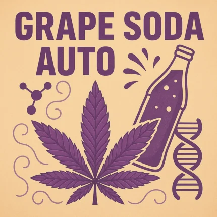 German Bulk Seeds - Auto Grape Soda