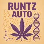 German Bulk Seeds - Auto Runtz