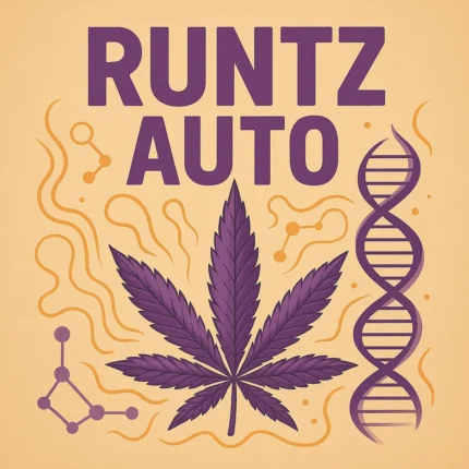 German Bulk Seeds - Auto Runtz