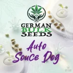 Auto Sauce Dog feminisierte Autoflower Samen – German Bulk Seeds