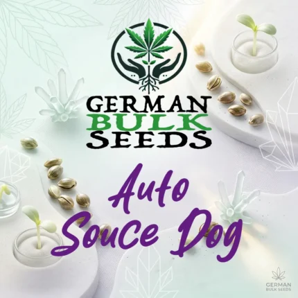 Auto Sauce Dog feminisierte Autoflower Samen – German Bulk Seeds