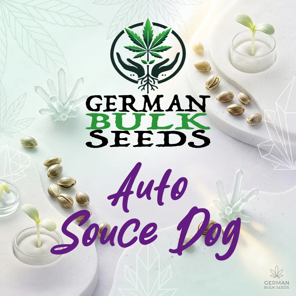Auto Souce Dog Auto Sauce Dog feminisierte Autoflower Samen – German Bulk Seeds