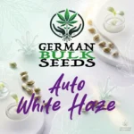 Auto White Haze feminisierte Autoflower Samen – German Bulk Seeds