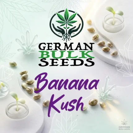 Banana Kush feminisierte Hanfsamen – German Bulk Seeds