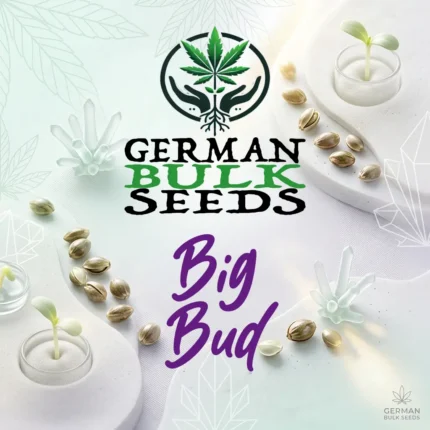 Big Bud feminisierte Hanfsamen – German Bulk Seeds