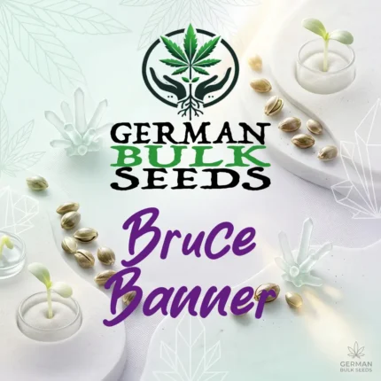 Bruce Banner feminisierte Hanfsamen – German Bulk Seeds