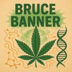 Comic-Illustration zur Sorte Bruce Banner – stilisierte grün-lila Cannabisblüte mit Superhelden-Schriftzug vor orangefarbenem Hintergrund