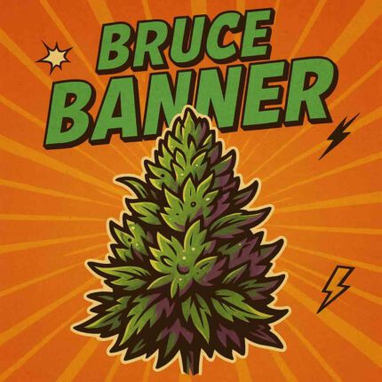 Comic-Illustration zur Sorte Bruce Banner – stilisierte grün-lila Cannabisblüte mit Superhelden-Schriftzug vor orangefarbenem Hintergrund