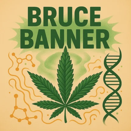 Comic-Illustration zur Sorte Bruce Banner – stilisierte grün-lila Cannabisblüte mit Superhelden-Schriftzug vor orangefarbenem Hintergrund