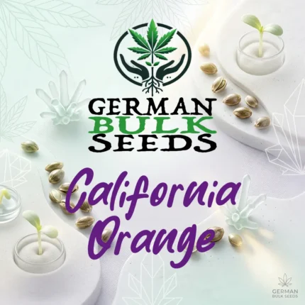California Orange feminisierte Hanfsamen – German Bulk Seeds