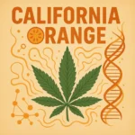 Comic-Illustration zur Sorte California Orange – stilisierte Cannabisblüte mit goldener Retro-Schrift und Palme vor orangefarbenem Sonnenhintergrund