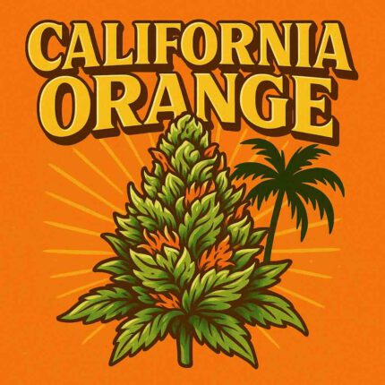 Comic-Illustration zur Sorte California Orange – stilisierte Cannabisblüte mit goldener Retro-Schrift und Palme vor orangefarbenem Sonnenhintergrund