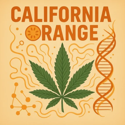 Comic-Illustration zur Sorte California Orange – stilisierte Cannabisblüte mit goldener Retro-Schrift und Palme vor orangefarbenem Sonnenhintergrund