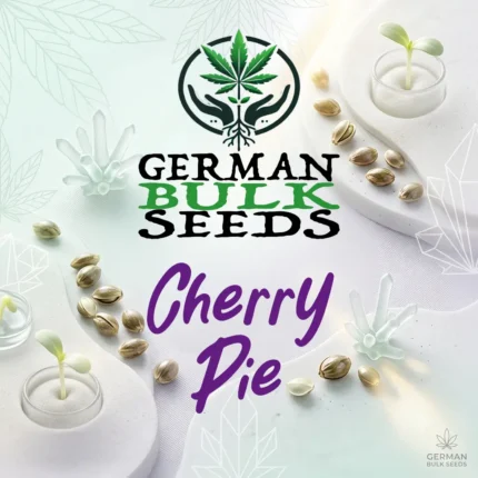 Cherry Pie feminisierte Cali Samen – German Bulk Seeds