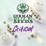 Critical feminisierte Hanfsamen – German Bulk Seeds