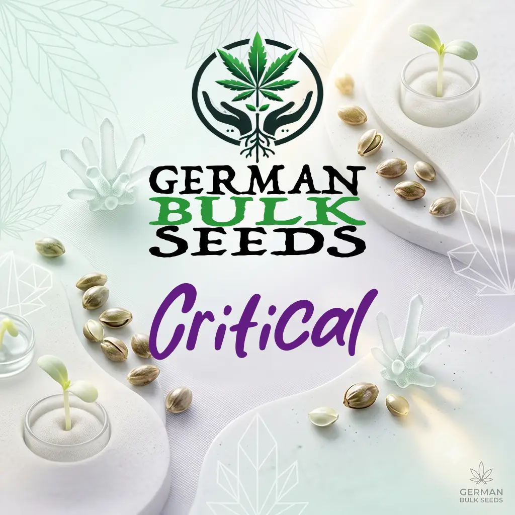 Critical Critical feminisierte Hanfsamen – German Bulk Seeds