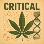 Comic-Illustration zur Sorte Critical – grüne Cannabisblüte mit Waage-Symbol im Hintergrund und fettem Schriftzug vor orangefarbenem Hintergrund