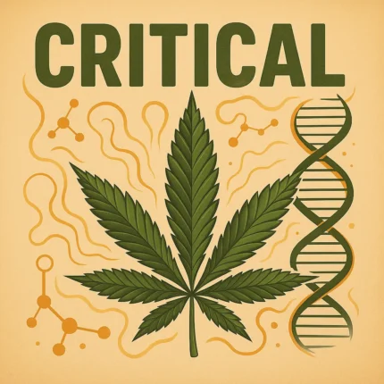 Comic-Illustration zur Sorte Critical – grüne Cannabisblüte mit Waage-Symbol im Hintergrund und fettem Schriftzug vor orangefarbenem Hintergrund