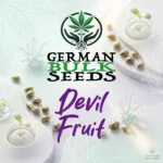 Devil Fruit feminisierte Hanfsamen – German Bulk Seeds