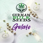 Gelato feminisierte Cali Samen – German Bulk Seeds