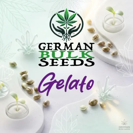 Gelato feminisierte Cali Samen – German Bulk Seeds