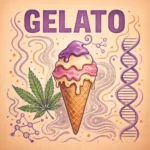 Comic-Illustration der Sorte Gelato – stilisierte Cannabisblüte in einer Eiswaffel vor orangefarbenem Hintergrund mit fettem Schriftzug „Gelato“.