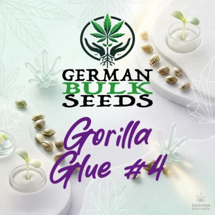 Gorilla Blue 4 feminisierte Hanfsamen – German Bulk Seeds