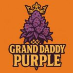 Comic-Illustration der Sorte Grand Daddy Purple – lilafarbene Cannabisblüte mit goldener Krone vor orangefarbenem Hintergrund, goldener Schriftzug.