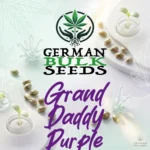 Grand Daddy Purple feminisierte Hanfsamen – German Bulk Seeds