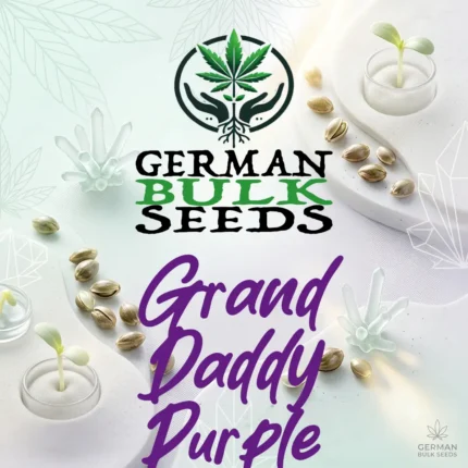 Grand Daddy Purple feminisierte Hanfsamen – German Bulk Seeds
