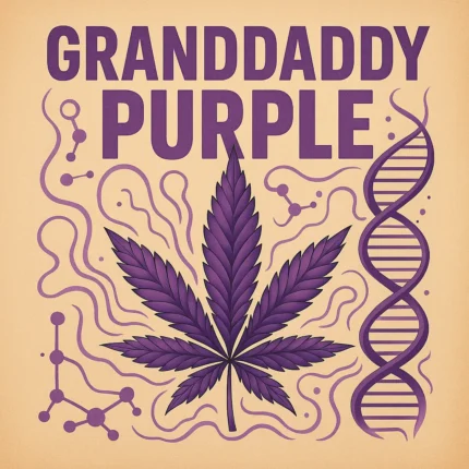 Comic-Illustration der Sorte Grand Daddy Purple – lilafarbene Cannabisblüte mit goldener Krone vor orangefarbenem Hintergrund, goldener Schriftzug.