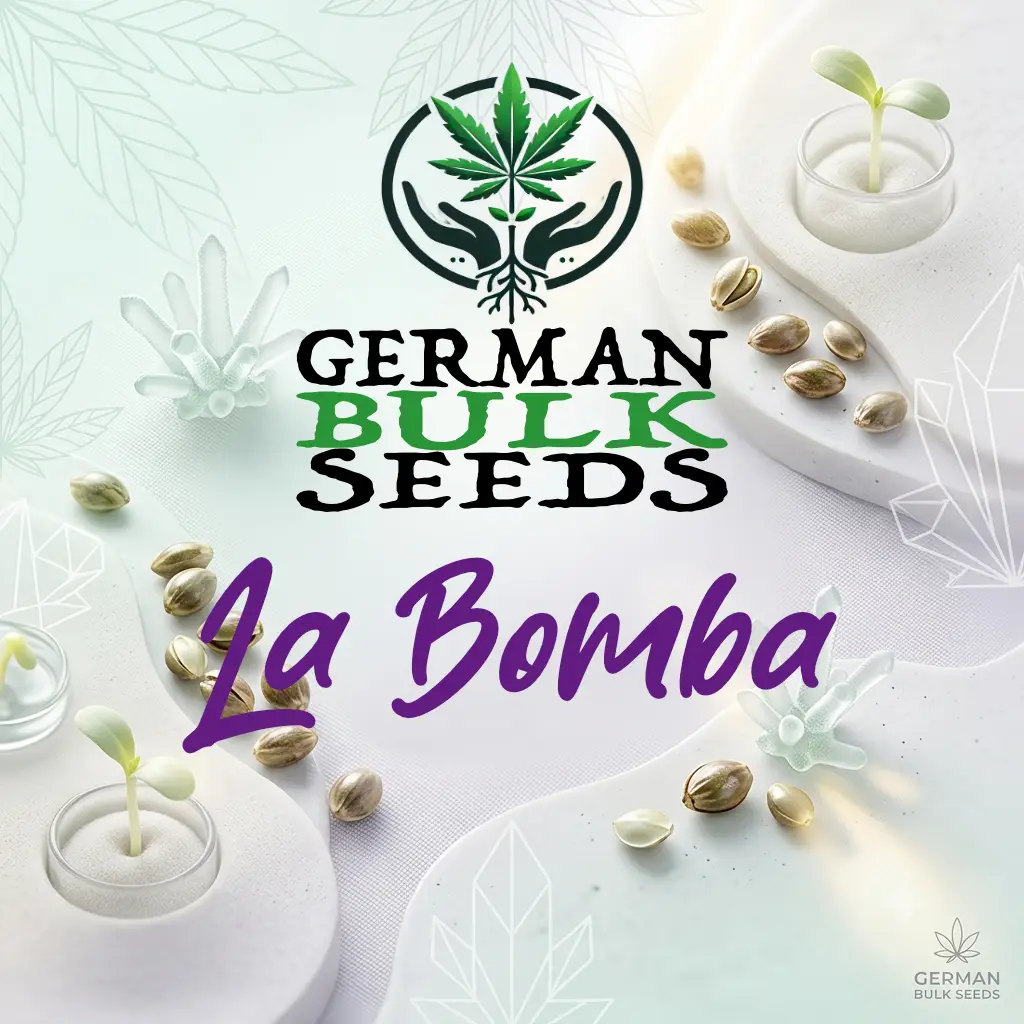 La Bomba La Bomba feminisierte Cali Samen – German Bulk Seeds