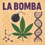 Comic-Illustration der Sorte La Bomba – violett-grüne Cannabis-Bud kombiniert mit Cartoon-Bombe und Rauch, vor orangefarbenem Hintergrund, Schriftzug „LA BOMBA“.