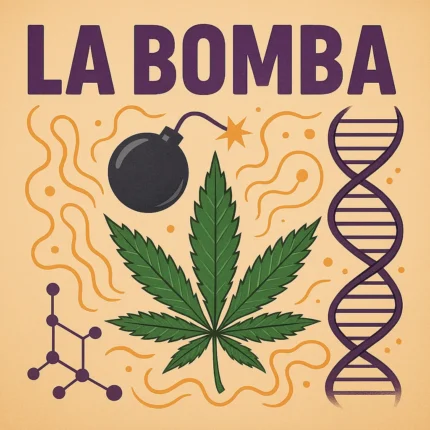 Comic-Illustration der Sorte La Bomba – violett-grüne Cannabis-Bud kombiniert mit Cartoon-Bombe und Rauch, vor orangefarbenem Hintergrund, Schriftzug „LA BOMBA“.