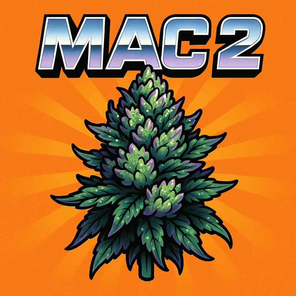 Mac 2 Comic-Illustration der Sorte MAC 2 – grün-lila Cannabis-Bud mit funkelnden Details, futuristischem Schriftzug „MAC 2“ vor orangefarbenem Hintergrund.