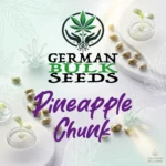 Pineapple Chunk feminisierte Hanfsamen – German Bulk Seeds