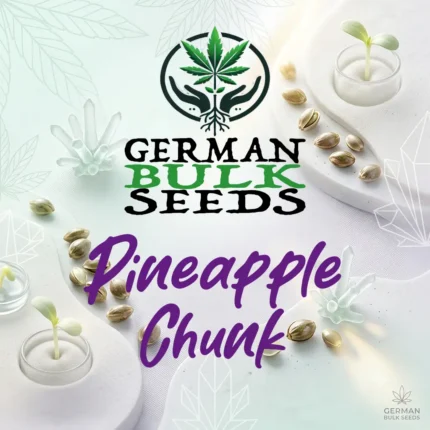 Pineapple Chunk feminisierte Hanfsamen – German Bulk Seeds