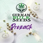 Prozack feminisierte Indica Samen – German Bulk Seeds
