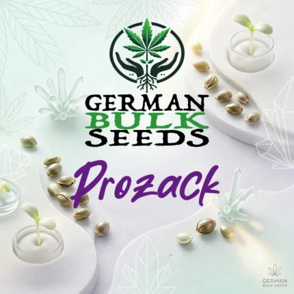 Prozack feminisierte Indica Samen – German Bulk Seeds