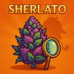 Sherlato Cannabis-Bud im Comic-Stil – lila und grün, mit Sherlock-Holmes-Lupe auf orangem Hintergrund.