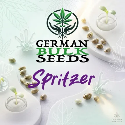 Spritzer feminisierte Cali Samen – German Bulk Seeds